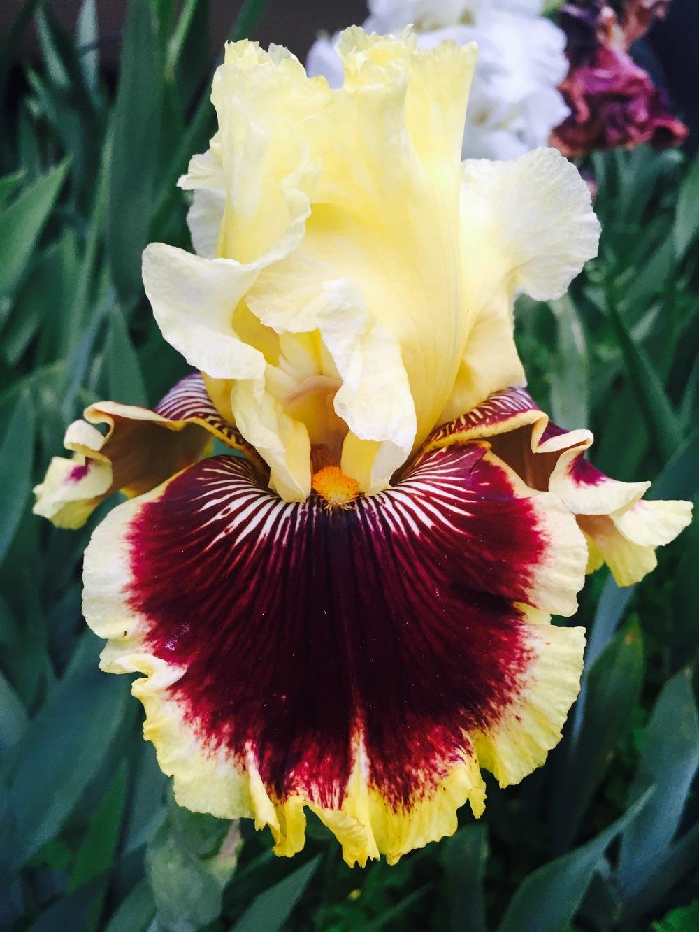 Photo of Tall Bearded Iris (Iris 'Rogue Trader') uploaded by SpringGreenThumb