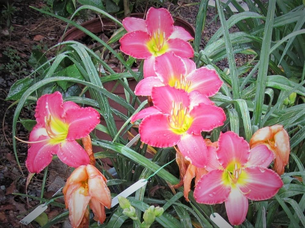 Photo of Daylily (Hemerocallis 'Rose Masterpiece') uploaded by Sscape