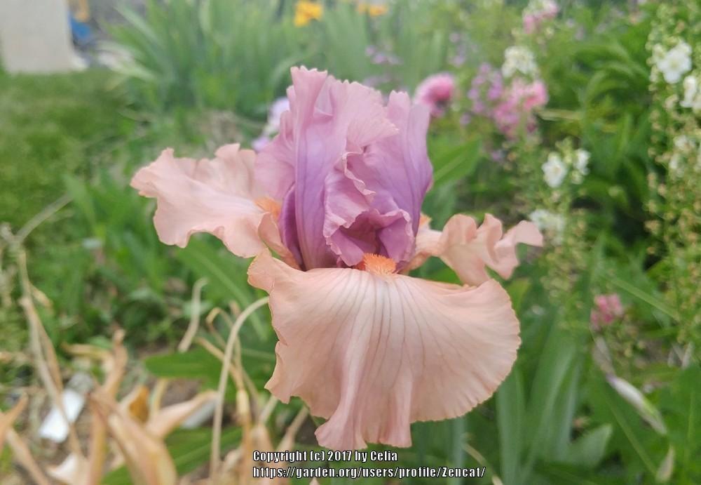 Photo of Tall Bearded Iris (Iris 'La Scala') uploaded by Zencat