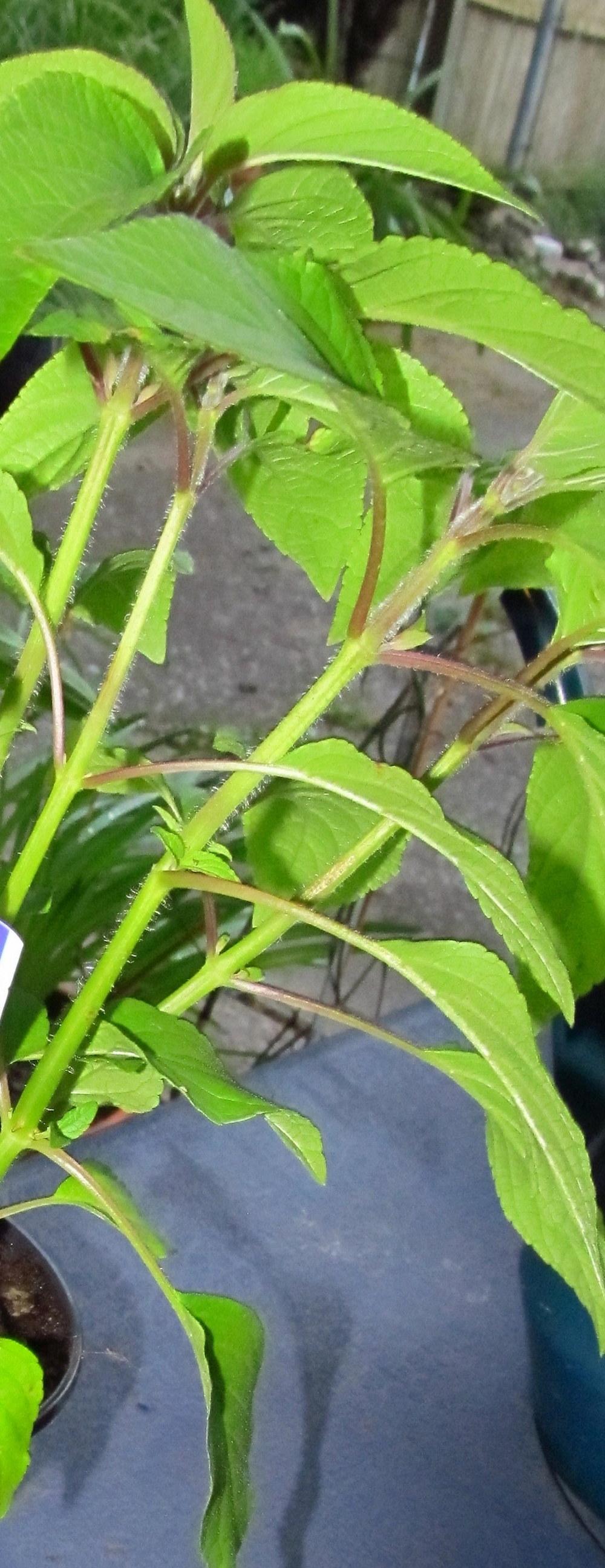 Photo of Pineapple Sage (Salvia elegans) uploaded by jmorth