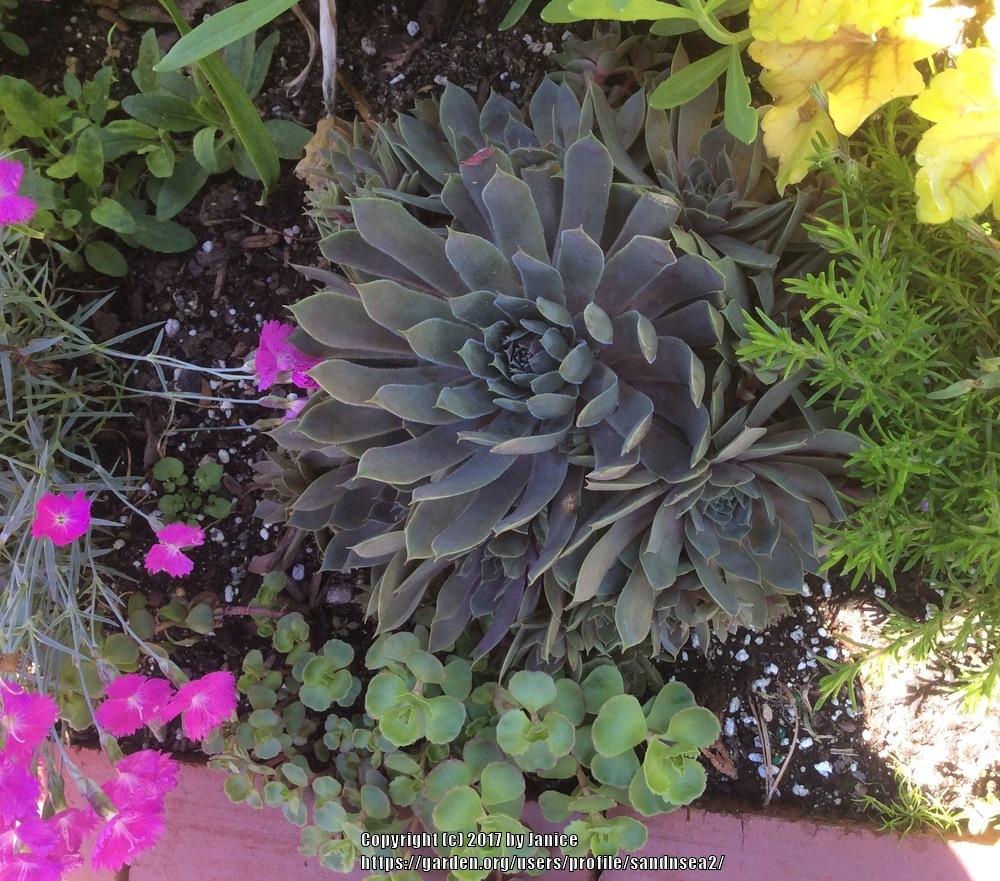 Photo of Hen and Chicks (Sempervivum 'Pacific Blue Ice') uploaded by sandnsea2