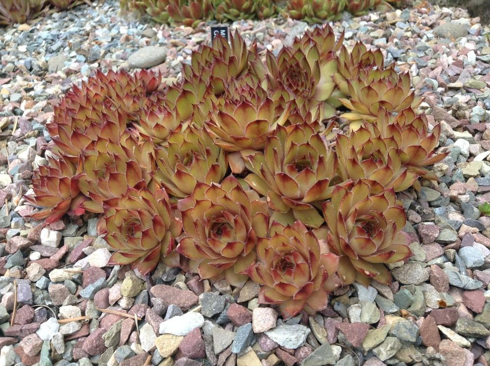 Photo of Hen and Chicks (Sempervivum 'Mitchell's Gold') uploaded by tcstoehr