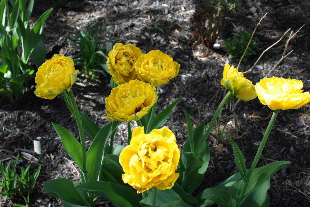 Photo of Double Late Tulip (Tulipa 'Yellow Pompenette') uploaded by touchofsky