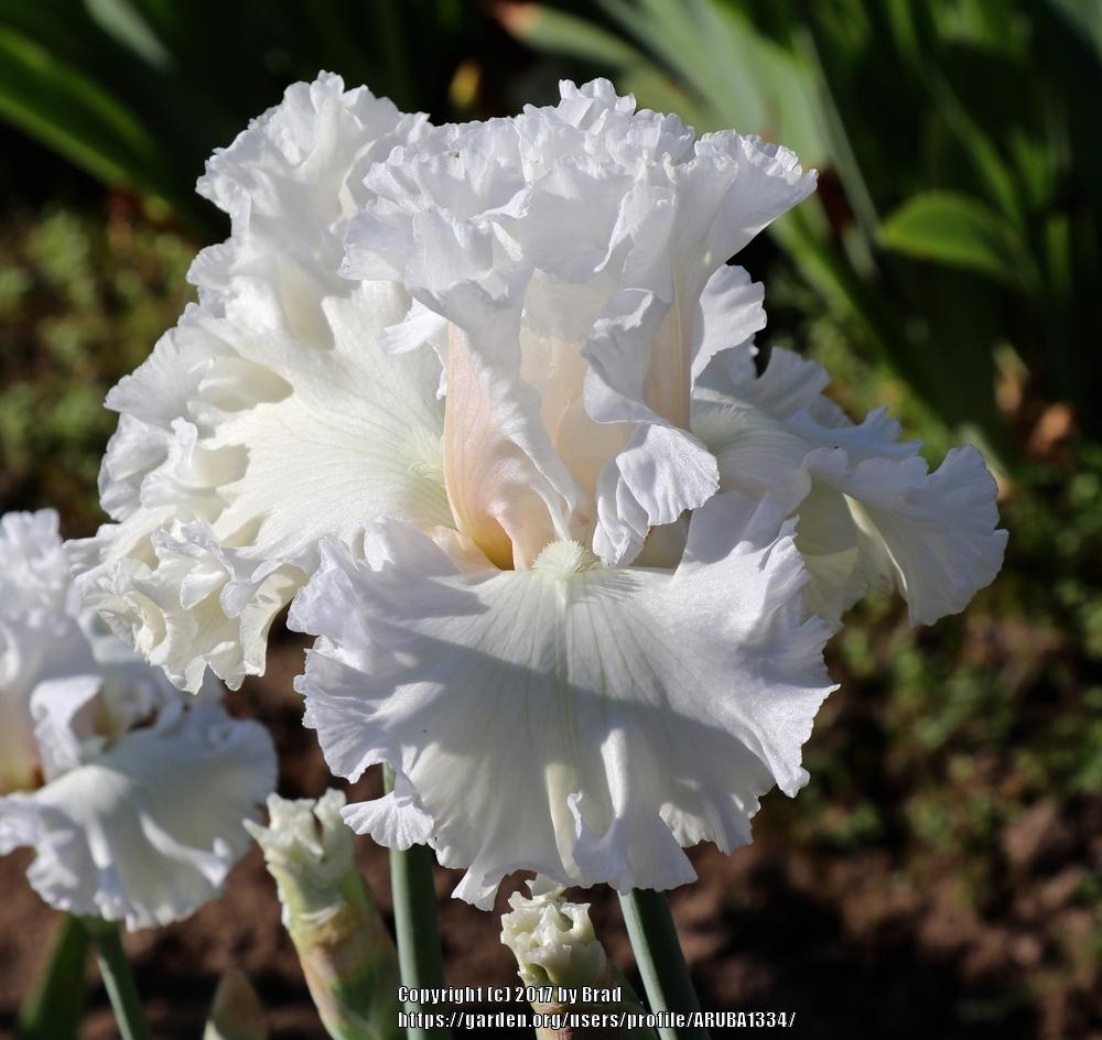 Photo of Tall Bearded Iris (Iris 'Heavenly Host') uploaded by ARUBA1334