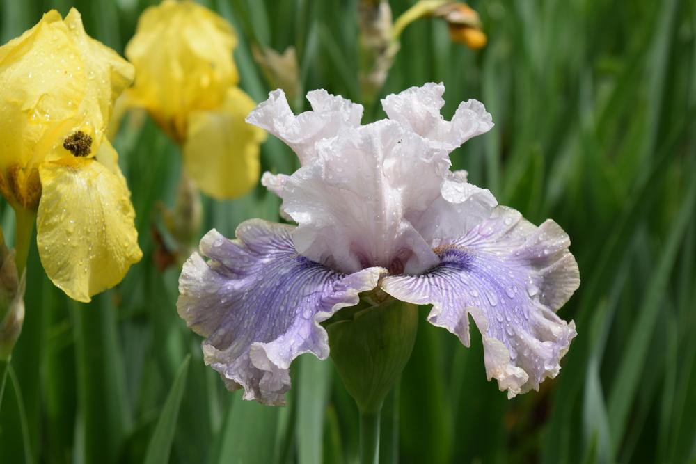 Photo of Tall Bearded Iris (Iris 'Haunted Heart') uploaded by Dachsylady86