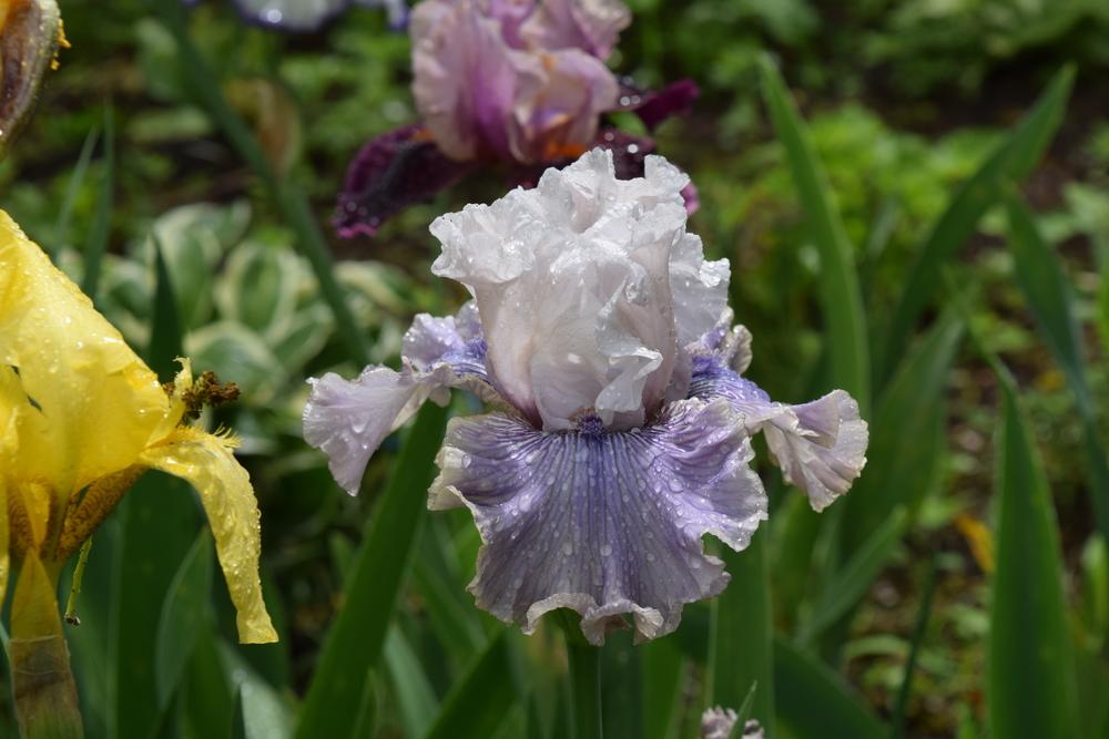 Photo of Tall Bearded Iris (Iris 'Haunted Heart') uploaded by Dachsylady86