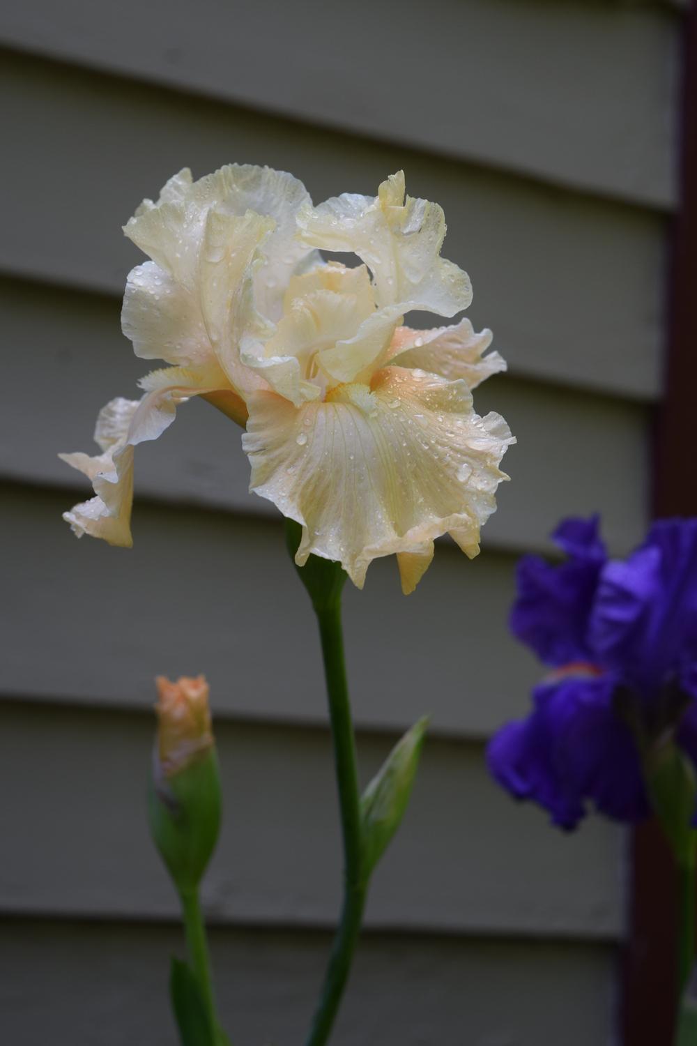 Photo of Tall Bearded Iris (Iris 'Let's Misbehave') uploaded by Dachsylady86