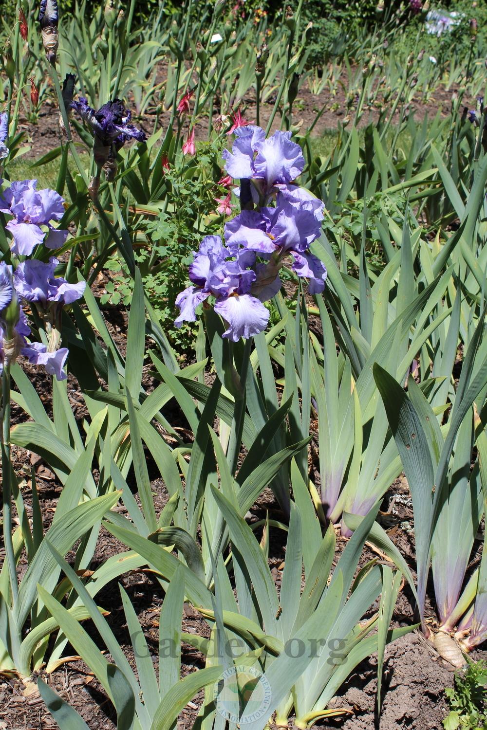 Photo of Tall Bearded Iris (Iris 'Elainealope') uploaded by HighdesertNiki