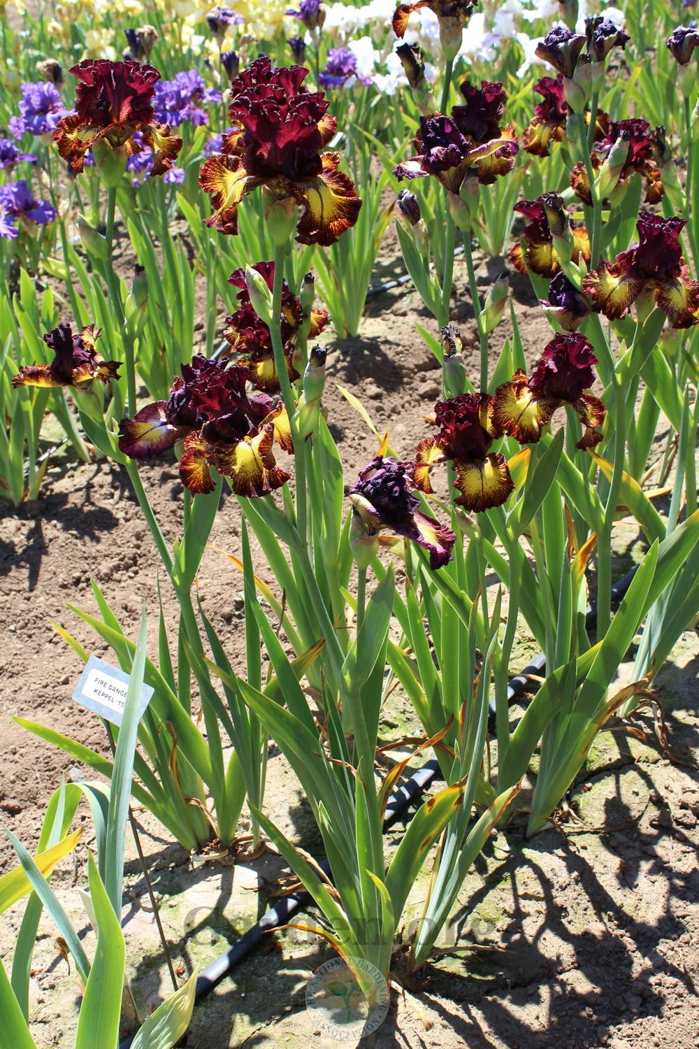 Photo of Tall Bearded Iris (Iris 'Fire Danger') uploaded by HighdesertNiki