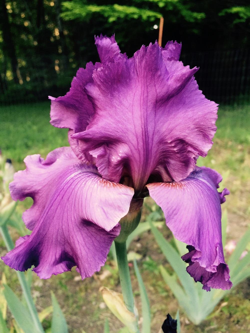 Photo of Tall Bearded Iris (Iris 'Good Looking') uploaded by Lbsmitty