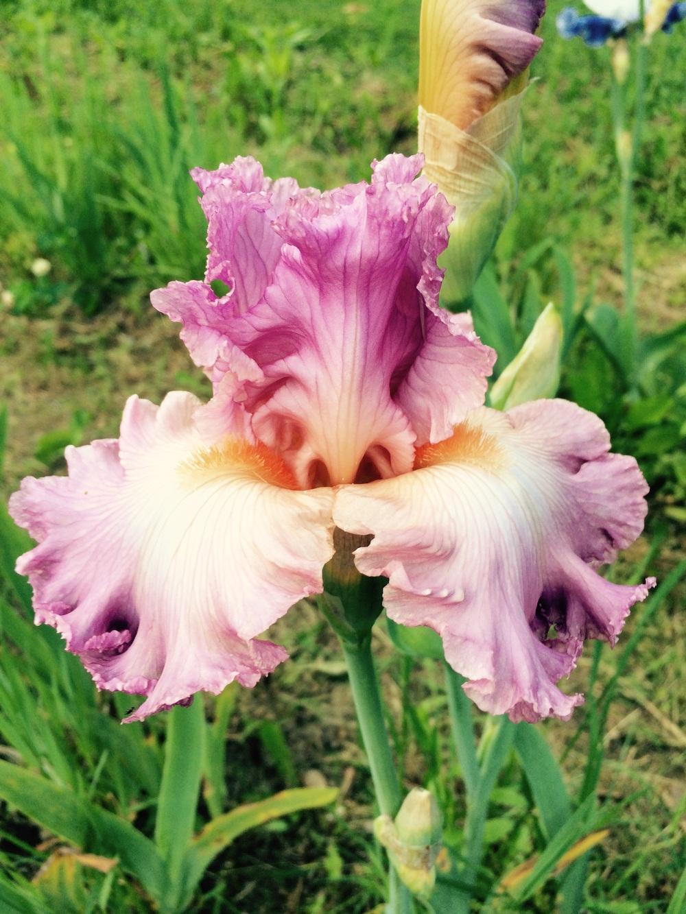 Photo of Tall Bearded Iris (Iris 'Performing Arts') uploaded by Lbsmitty