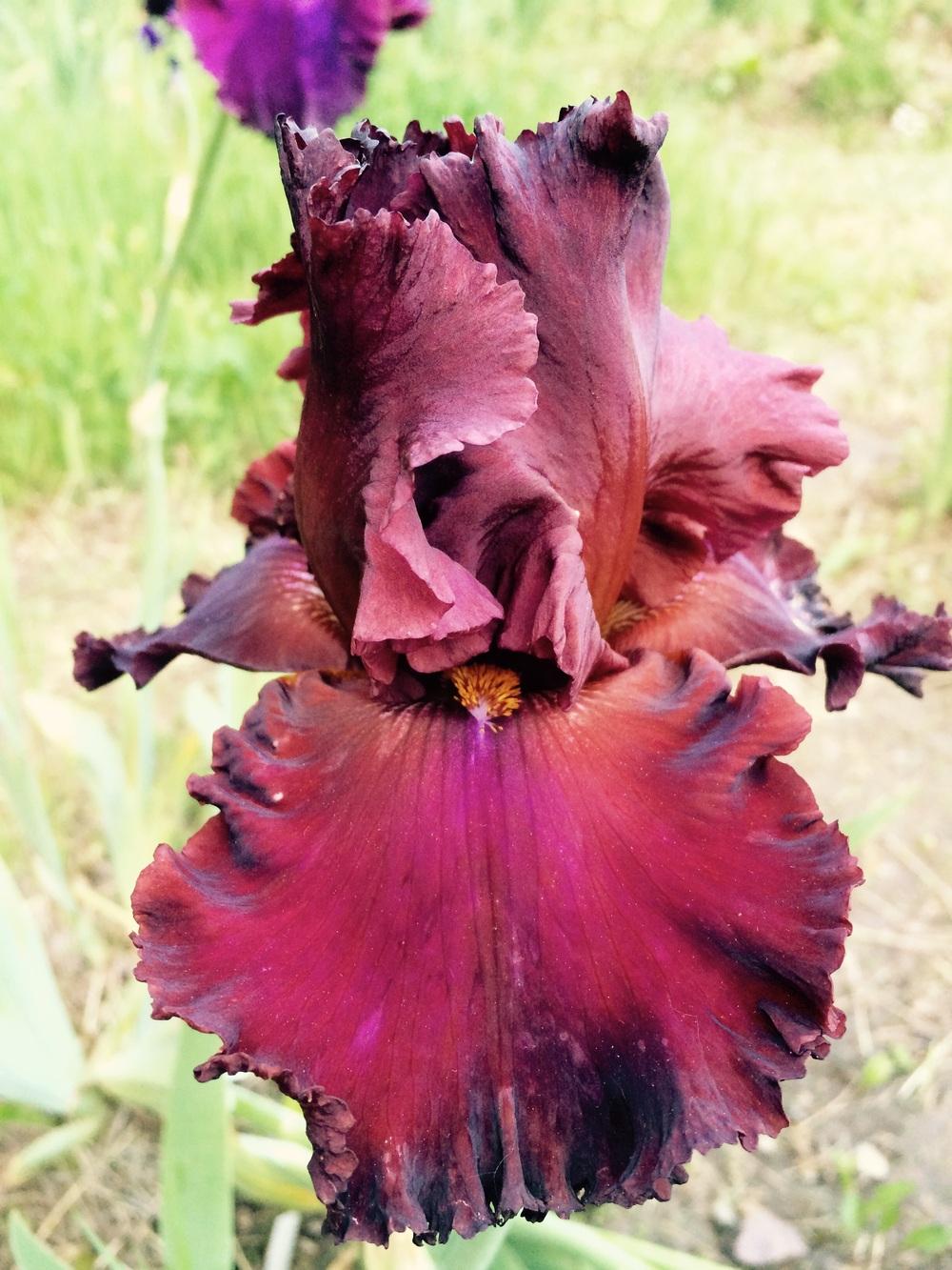 Photo of Tall Bearded Iris (Iris 'House Afire') uploaded by Lbsmitty