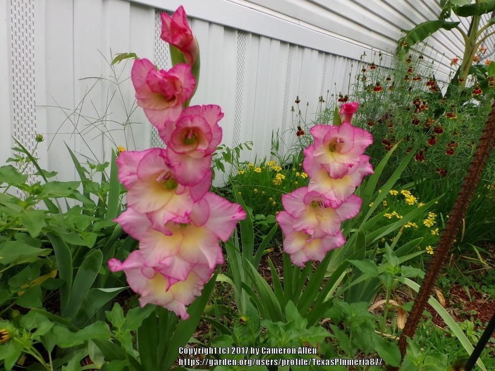 Photo of Hybrid Gladiola (Gladiolus x gandavensis 'Priscilla') uploaded by TexasPlumeria87