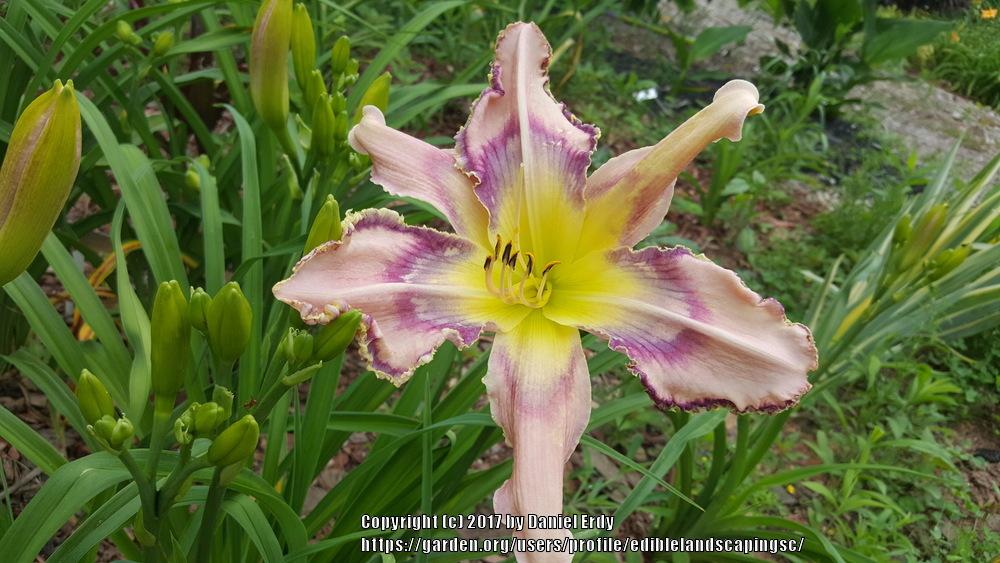 Photo of Daylily (Hemerocallis 'Entwined in the Vine') uploaded by ediblelandscapingsc