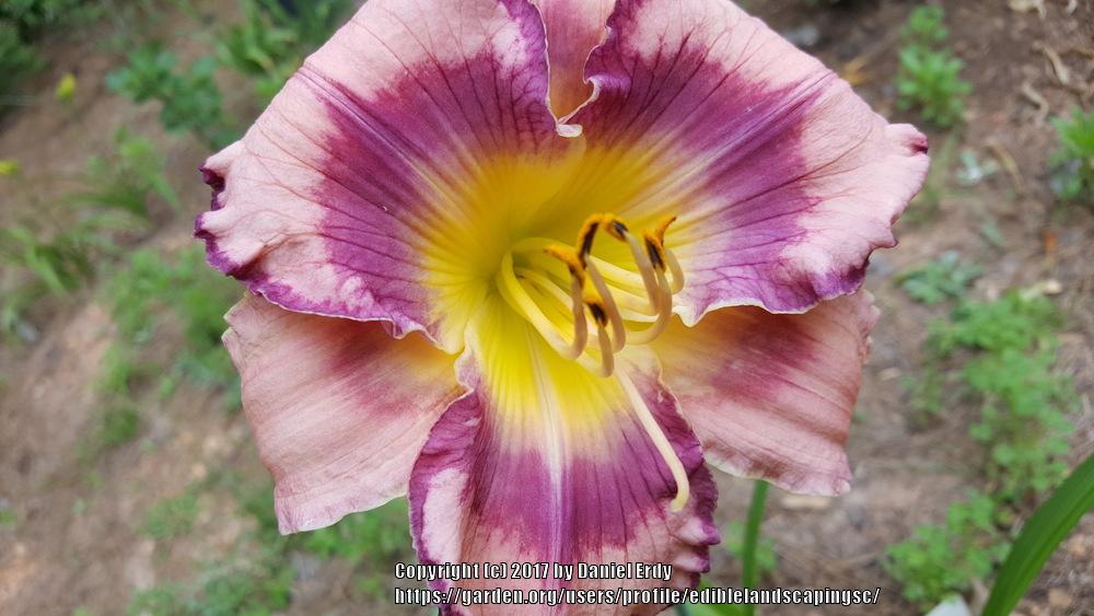 Photo of Daylily (Hemerocallis 'Get Jiggy') uploaded by ediblelandscapingsc