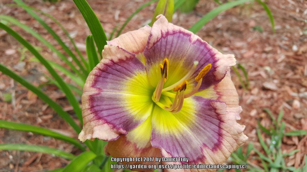 Photo of Daylily (Hemerocallis 'Mississippi Blues') uploaded by ediblelandscapingsc