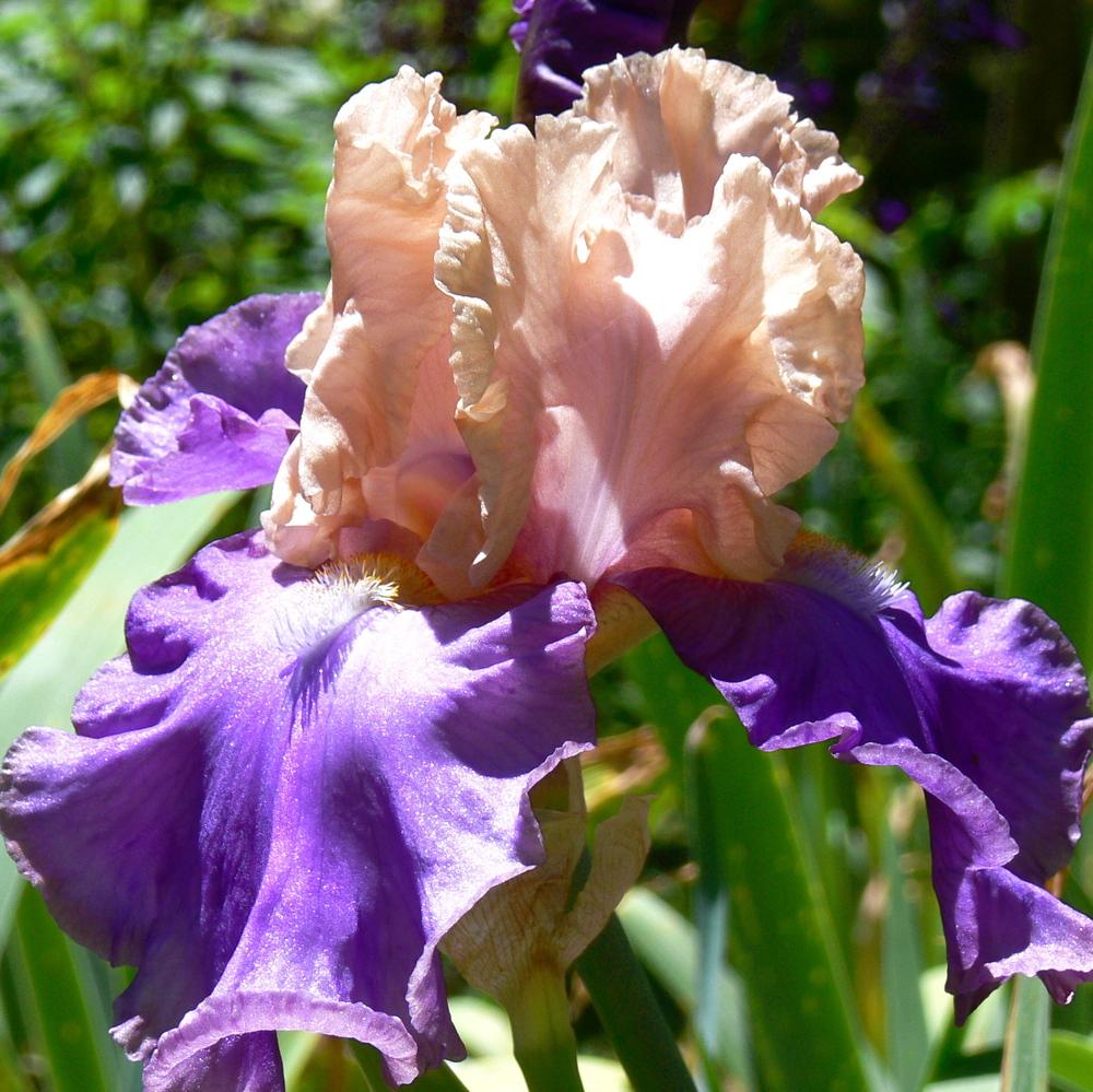 Photo of Tall Bearded Iris (Iris 'Poem of Ecstasy') uploaded by janwax