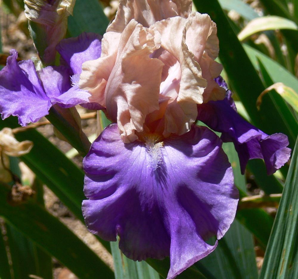 Photo of Tall Bearded Iris (Iris 'Poem of Ecstasy') uploaded by janwax