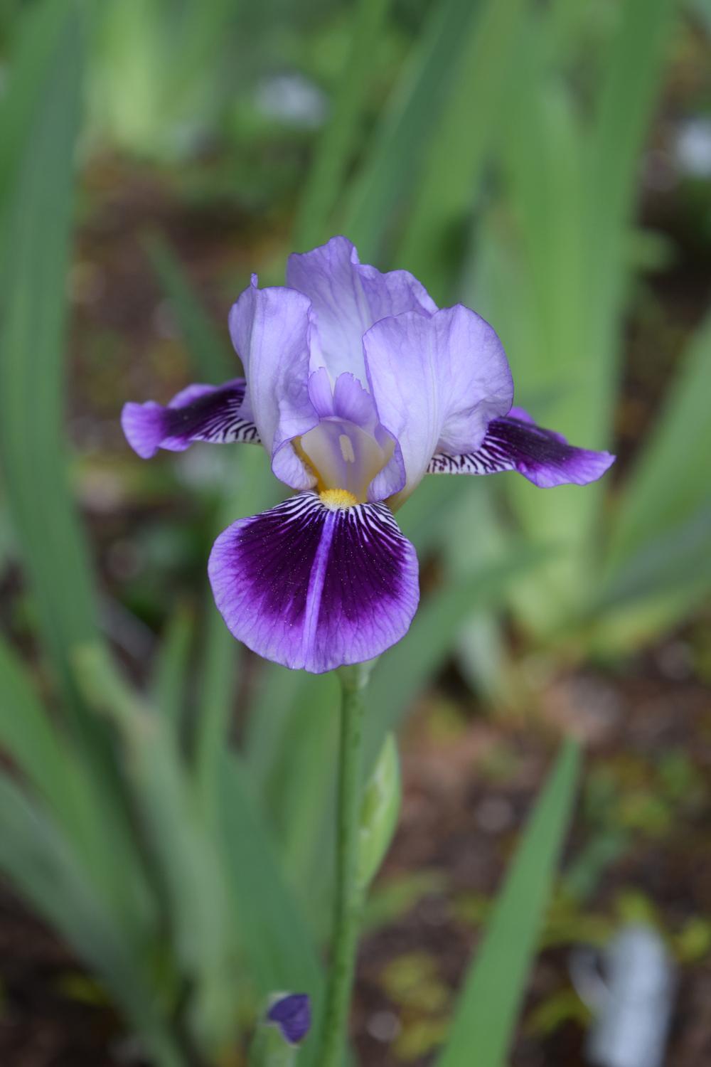 Photo of Miniature Tall Bearded Iris (Iris 'Dividing Line') uploaded by Dachsylady86