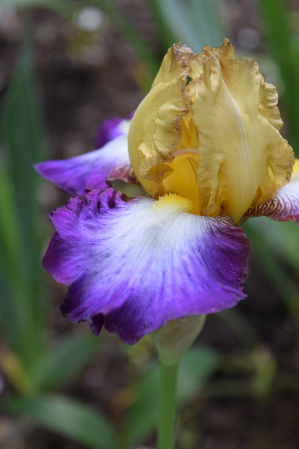 Photo of Tall Bearded Iris (Iris 'Gérard Brière') uploaded by Dachsylady86