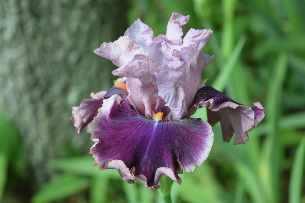 Photo of Tall Bearded Iris (Iris 'Oxford Countess') uploaded by Dachsylady86