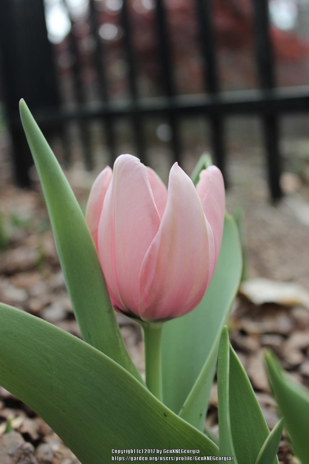 Photo of Tulips (Tulipa) uploaded by GenXNEGeorgia