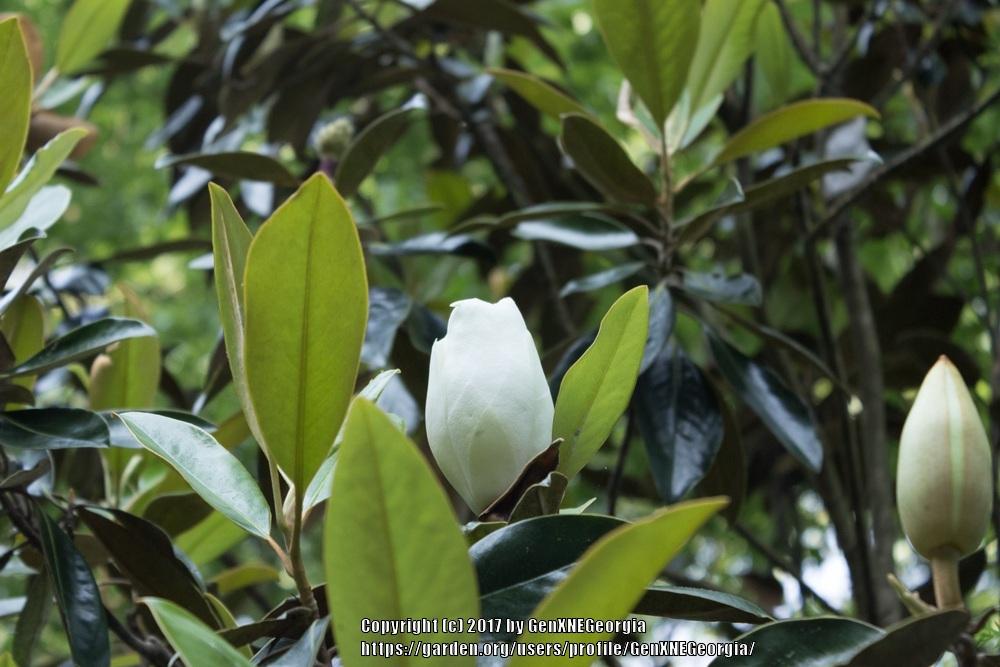 Photo of Southern Magnolia (Magnolia grandiflora) uploaded by GenXNEGeorgia