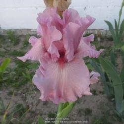 Location: Las Cruces, NM
Date: 2017-04-17
Iris Star Appeal