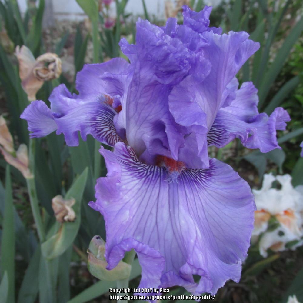 Photo of Tall Bearded Iris (Iris 'Sweet Geisha') uploaded by GreenIris