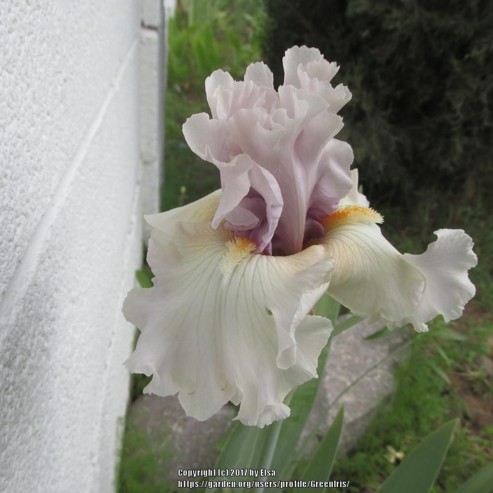 Photo of Tall Bearded Iris (Iris 'Paris Fashion') uploaded by GreenIris