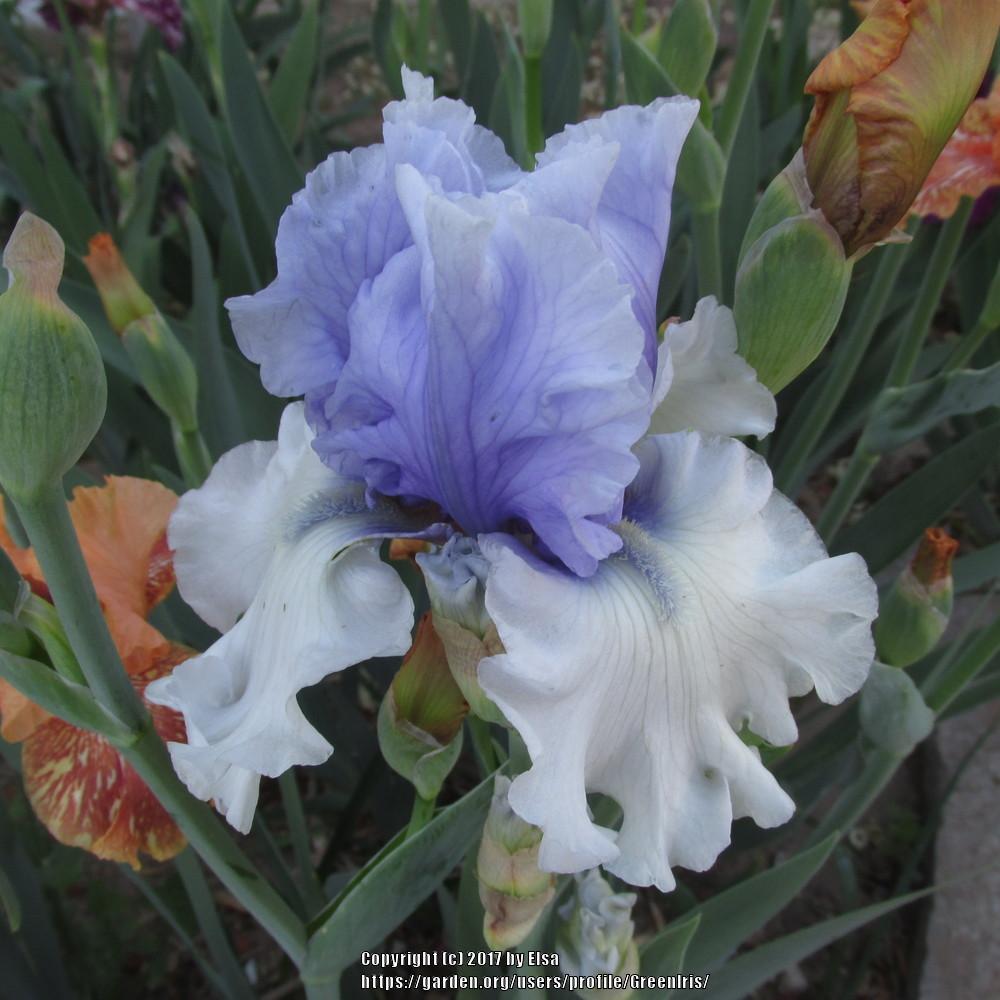 Photo of Tall Bearded Iris (Iris 'Wintry Sky') uploaded by GreenIris