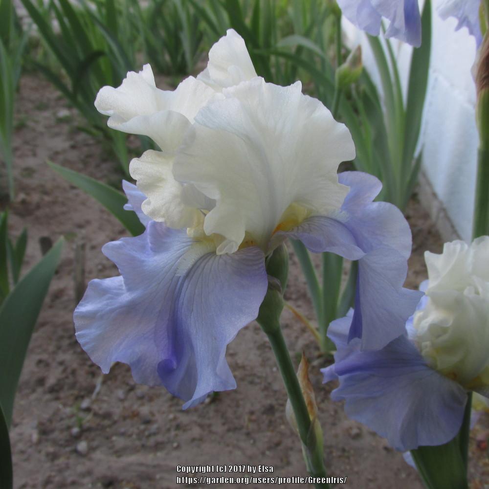 Photo of Tall Bearded Iris (Iris 'Stairway to Heaven') uploaded by GreenIris