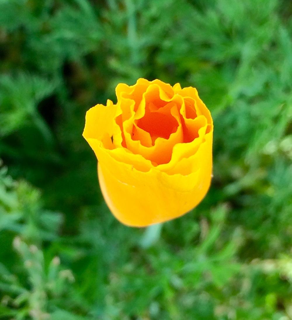 Photo of California Poppy (Eschscholzia californica) uploaded by Jai_Ganesha