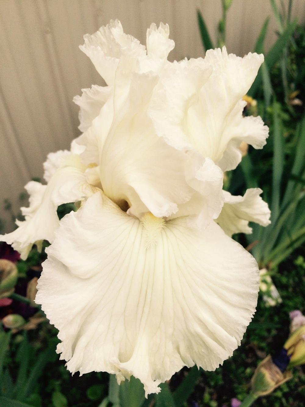 Photo of Tall Bearded Iris (Iris 'Chantilly Bride') uploaded by Lbsmitty
