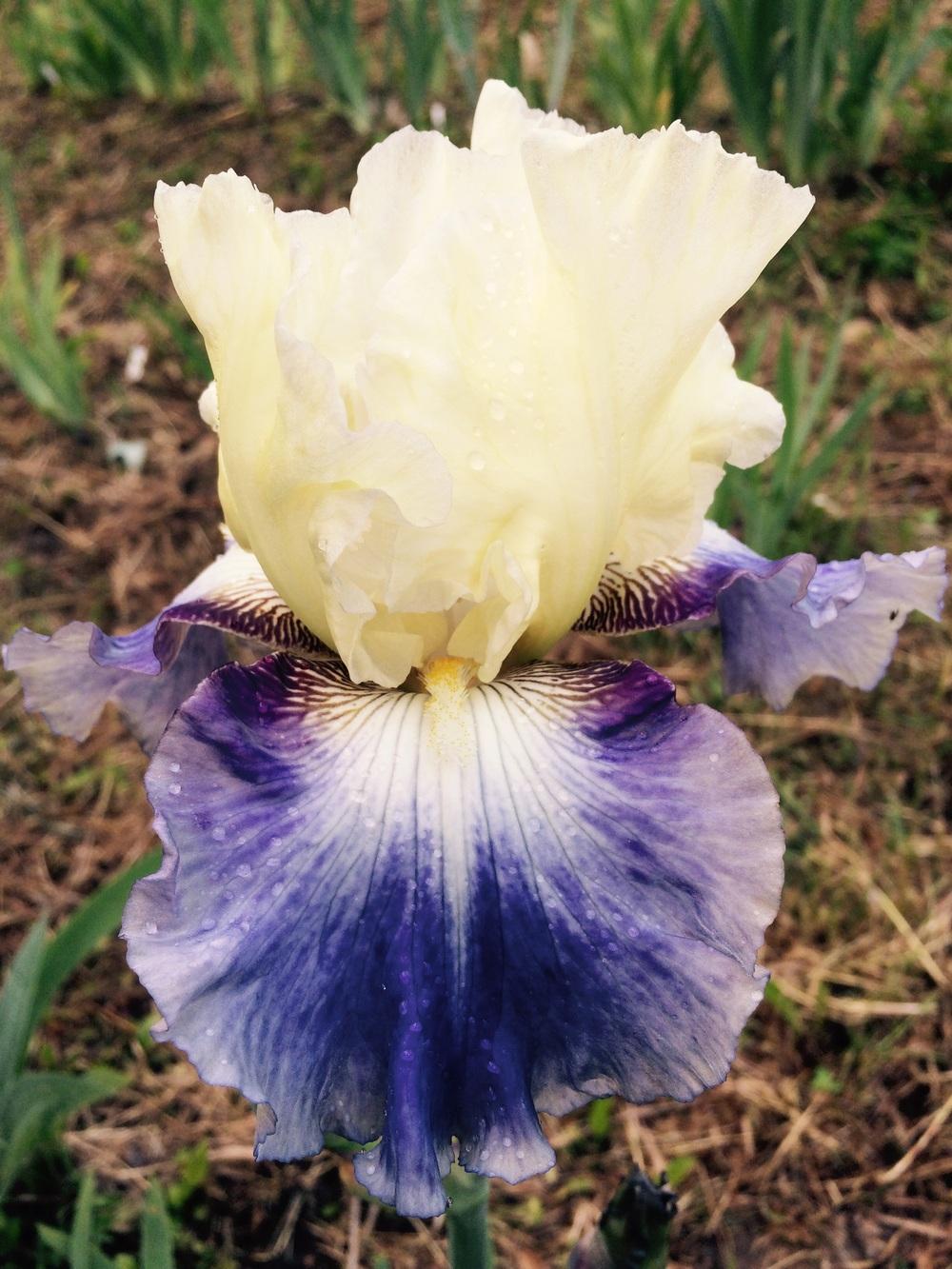 Photo of Tall Bearded Iris (Iris 'Seakist') uploaded by Lbsmitty