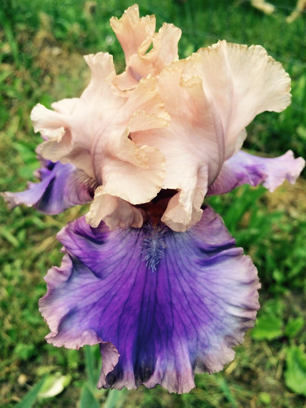 Photo of Tall Bearded Iris (Iris 'Florentine Silk') uploaded by Lbsmitty