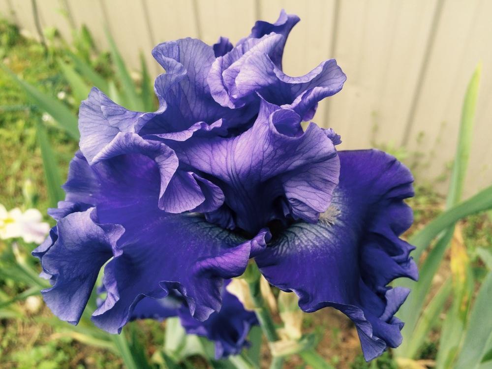 Photo of Tall Bearded Iris (Iris 'Adriatic Waves') uploaded by Lbsmitty