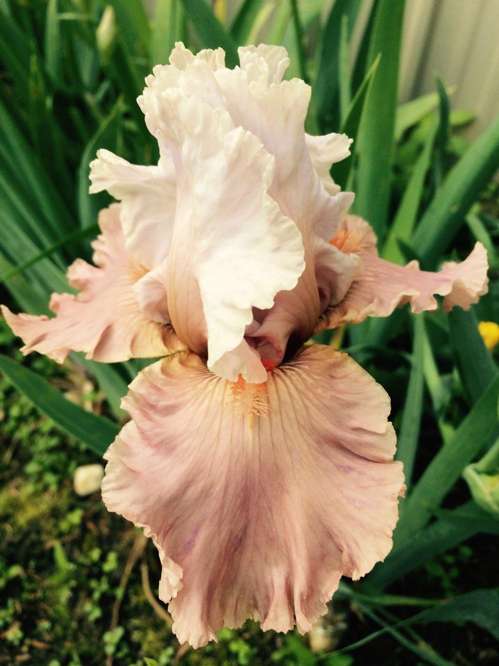 Photo of Border Bearded Iris (Iris 'I'm Dreaming') uploaded by Lbsmitty