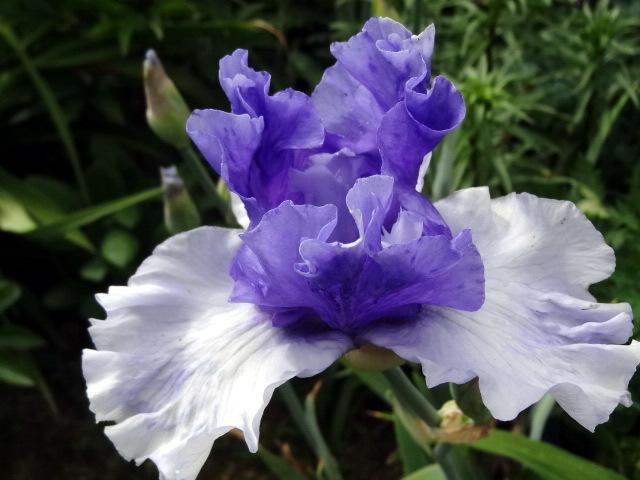 Photo of Tall Bearded Iris (Iris 'Crowned Heads') uploaded by Orsola