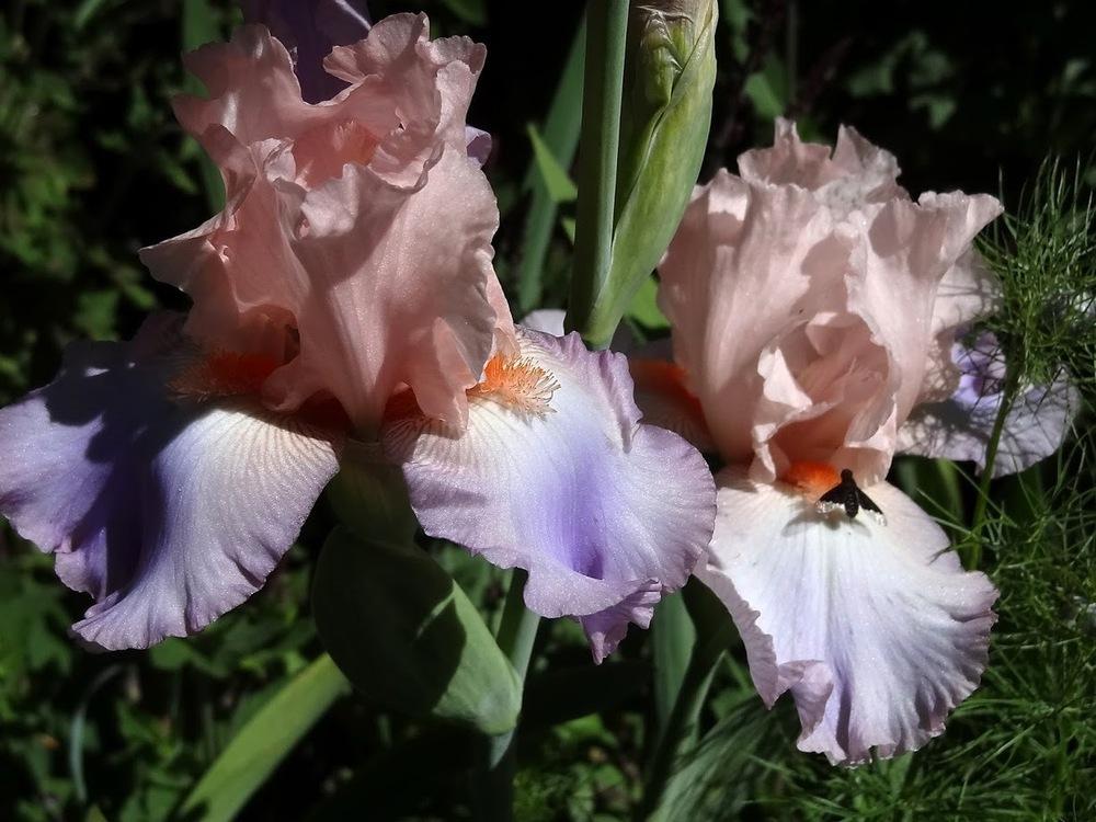 Photo of Tall Bearded Iris (Iris 'Celebration Song') uploaded by Orsola