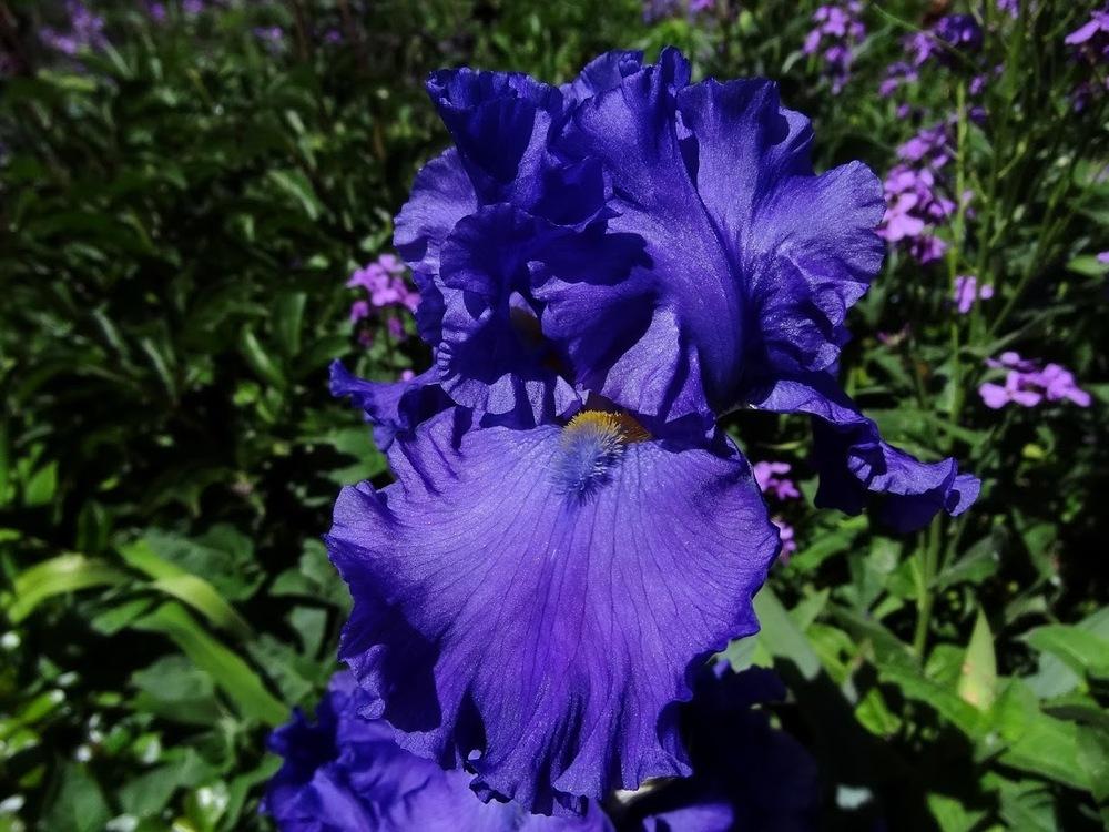 Photo of Tall Bearded Iris (Iris 'Blue Suede Shoes') uploaded by Orsola
