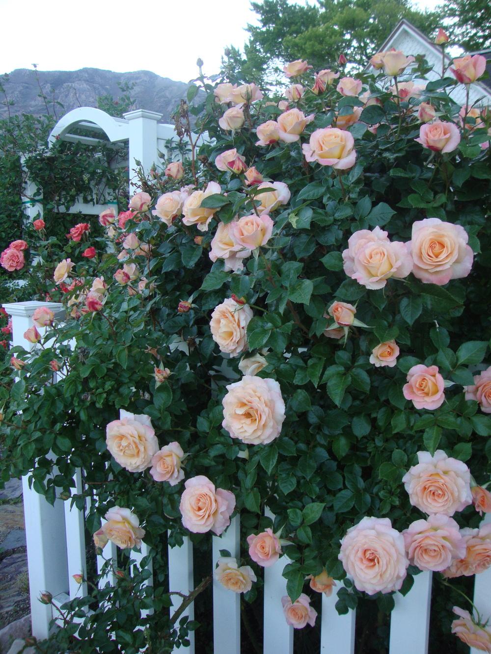 Photo of Rose (Rosa 'Day Breaker') uploaded by Paul2032