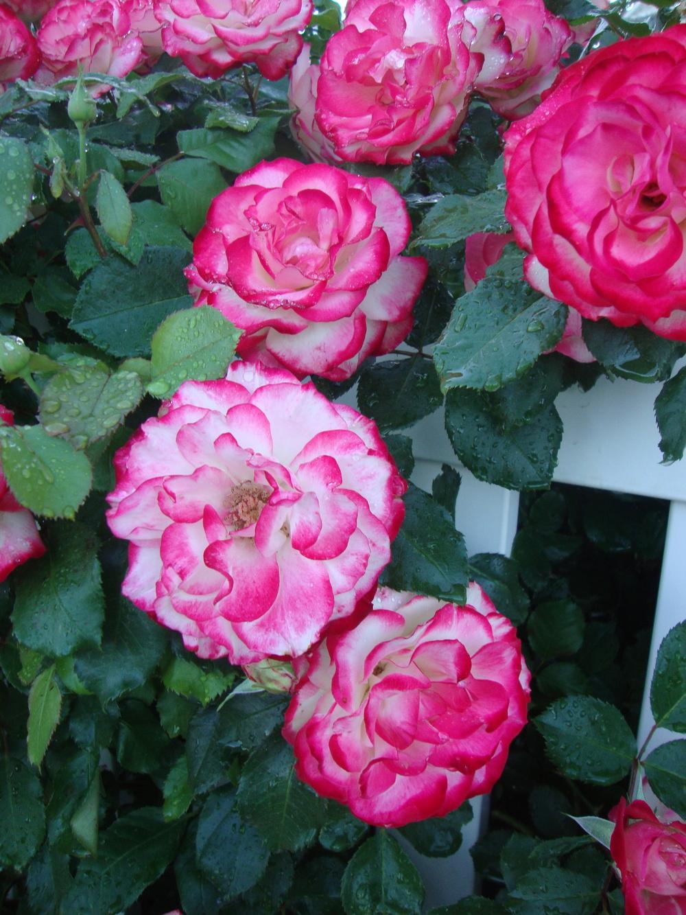 Photo of Rose (Rosa 'Cherry Parfait') uploaded by Paul2032