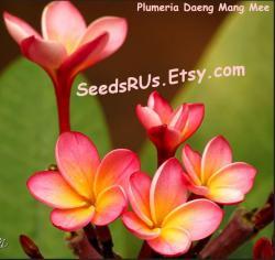 Thumb of 2017-06-03/SeedsRUsEtsy/63168d
