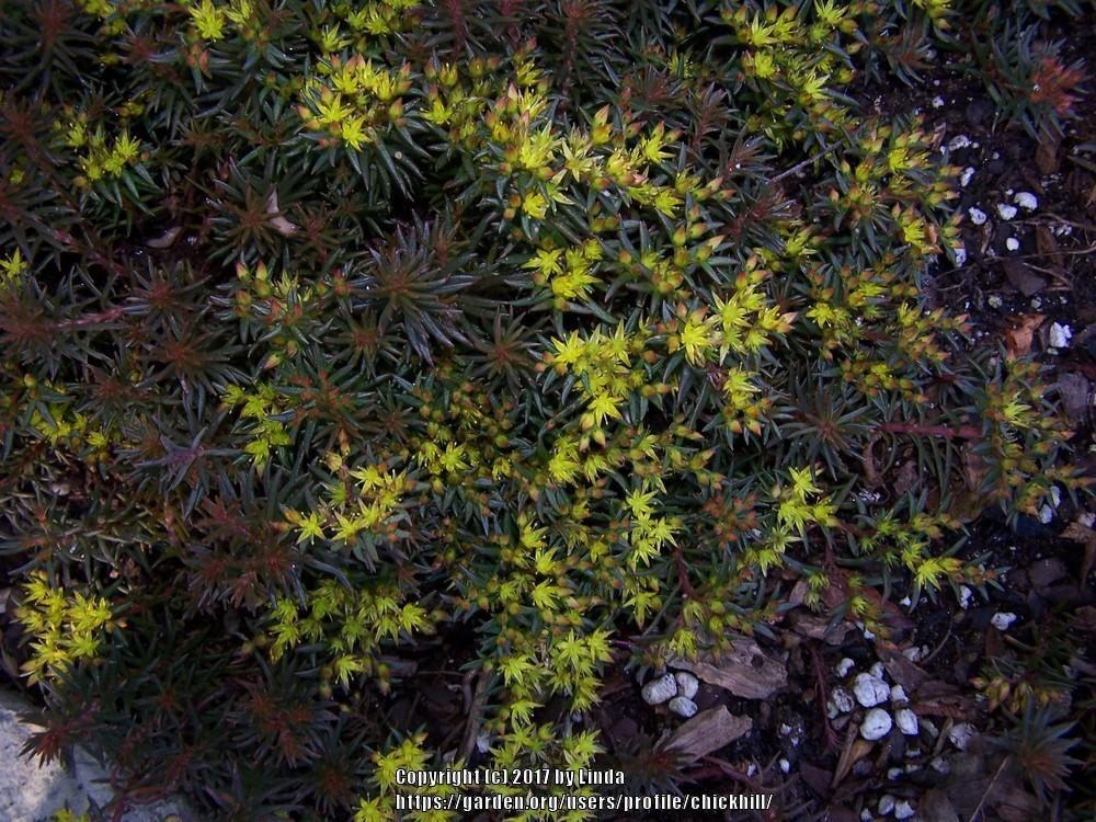 Photo of Stonecrop (Sedum polytrichoides 'Chocolate Ball') uploaded by chickhill