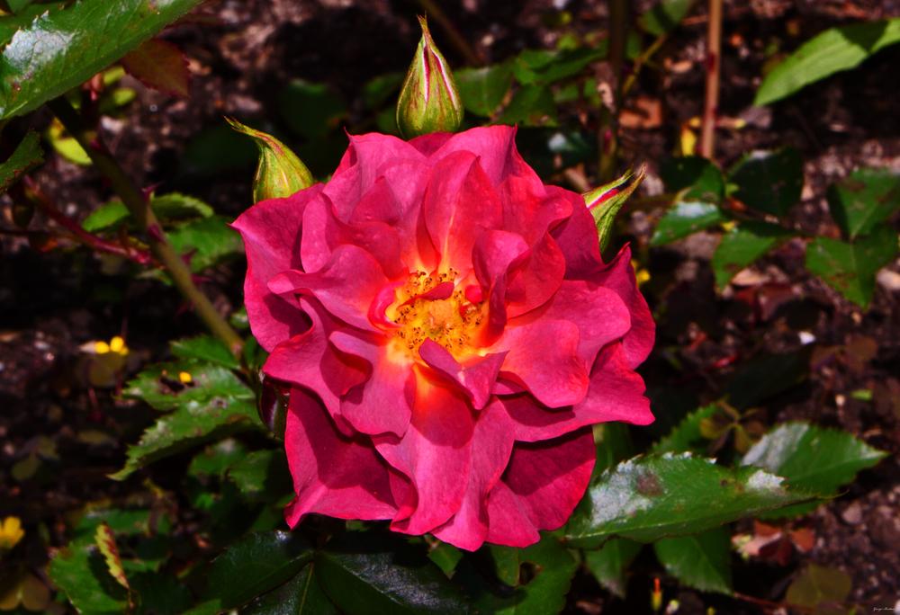 Photo of Floribunda Rose (Rosa 'Cinco de Mayo') uploaded by dawiz1753