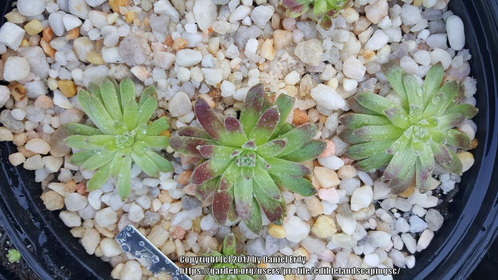 Photo of Hen and Chicks (Sempervivum 'Icicle') uploaded by ediblelandscapingsc