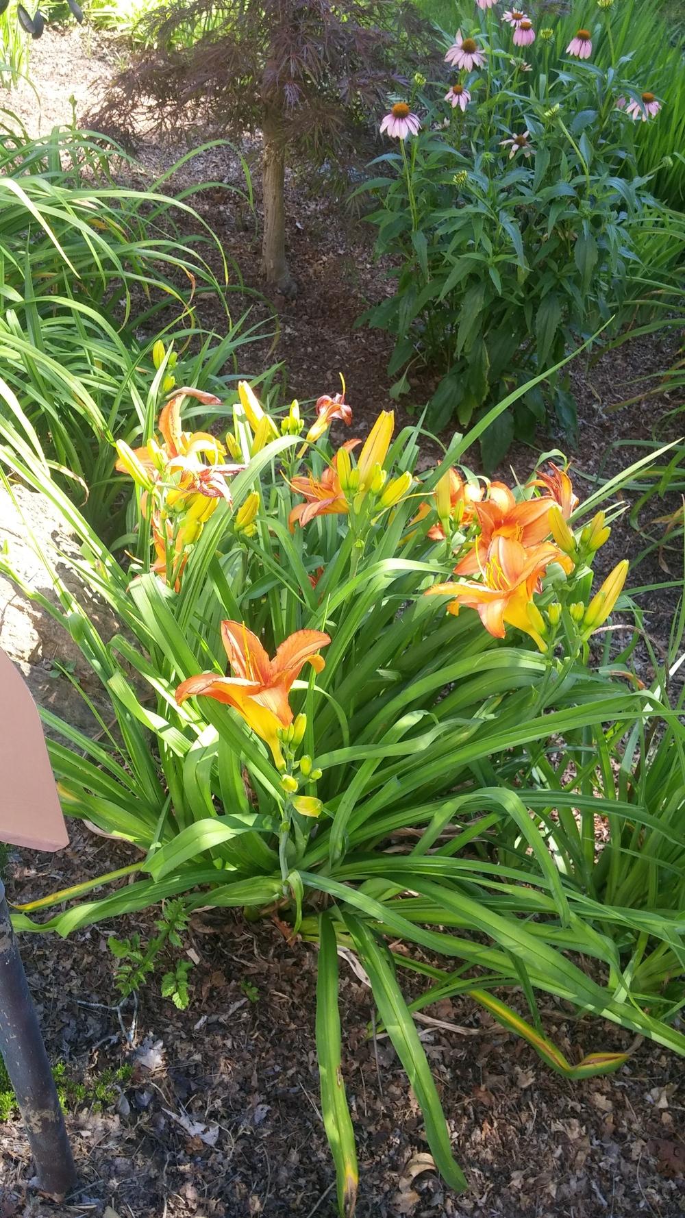 Photo of Daylily (Hemerocallis 'Leebea Orange Crush') uploaded by plantcollector