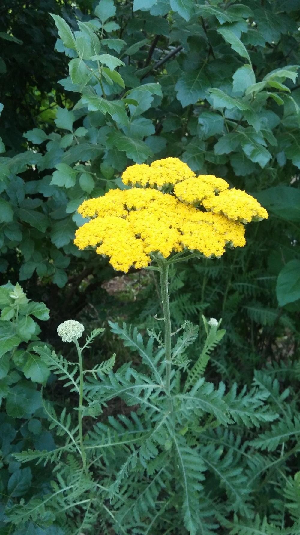 Photo of Woolly Yarrow (Achillea tomentosa 'Moonlight') uploaded by plantcollector