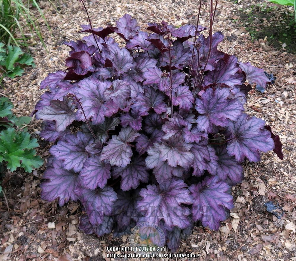 Photo of Coral Bells (Heuchera Dolce® Blackberry Ice) uploaded by Char